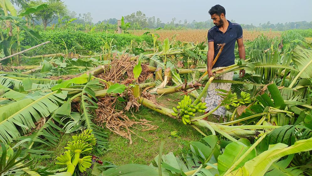 এক রাতে ৯০০ কলাগাছ কেটে সাবাড়
