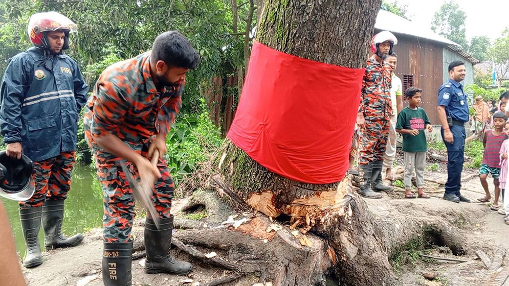 ঝড়ে পড়ে যাওয়ার পর ‘উঠে দাঁড়ানো’ সেই গাছ কেটে ফেলল প্রশাসন