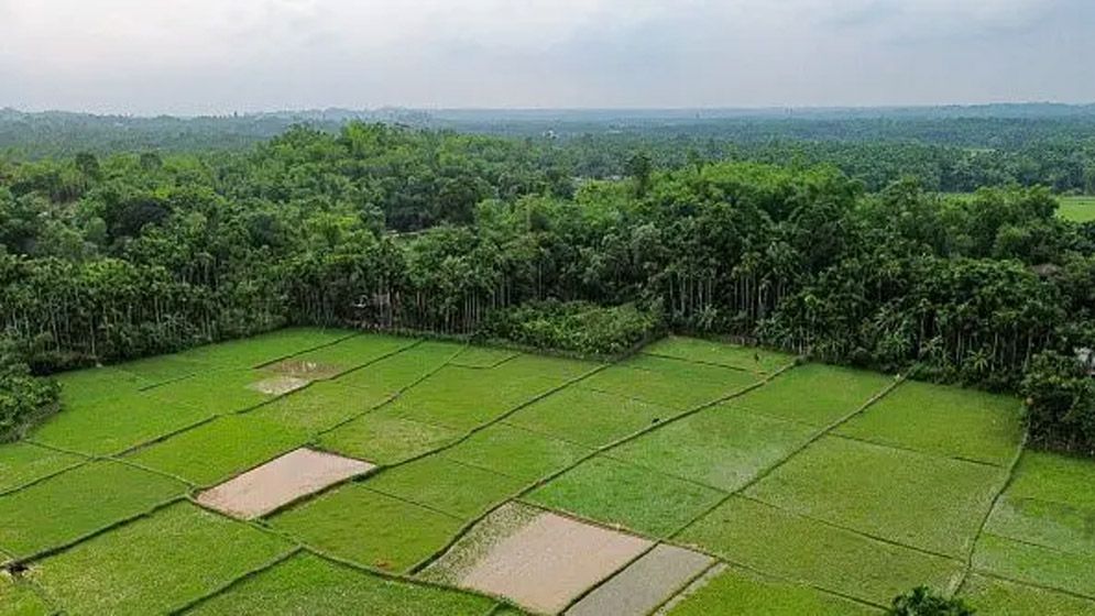 দেশের ভূখণ্ডের ২৫ ভাগ বনভূমি আজও কল্পনায়