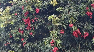 টিলার লালমাটিতে লিচুর বাম্পার ফলন, বিজয়নগর এখন পর্যটন এলাকা