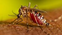 যুক্তরাষ্ট্রে ৬৪ মিলিয়ন মশা ছাড়ার পরিকল্পনা করছে গুগল
