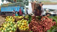 মধুমাসে মধুফলের ম-ম ঘ্রাণে বিমোহিত পাহাড়