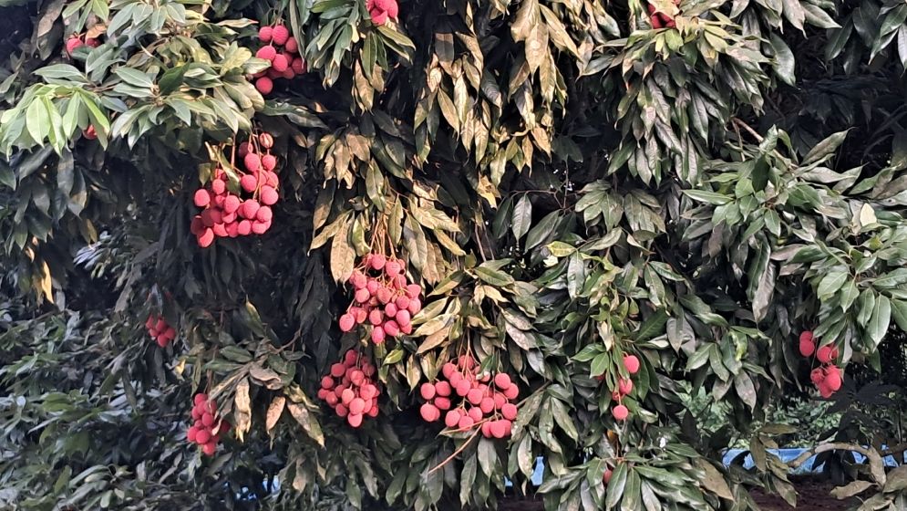 টিলার লালমাটিতে লিচুর বাম্পার ফলন, বিজয়নগর এখন পর্যটন এলাকা