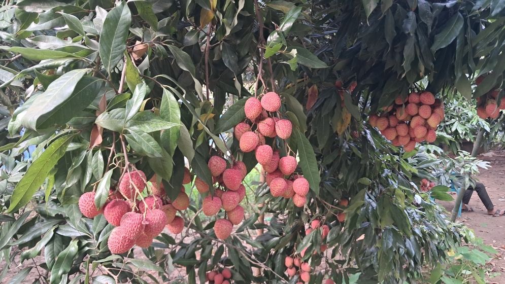 টিলার লালমাটিতে লিচুর বাম্পার ফলন, বিজয়নগর এখন পর্যটন এলাকা