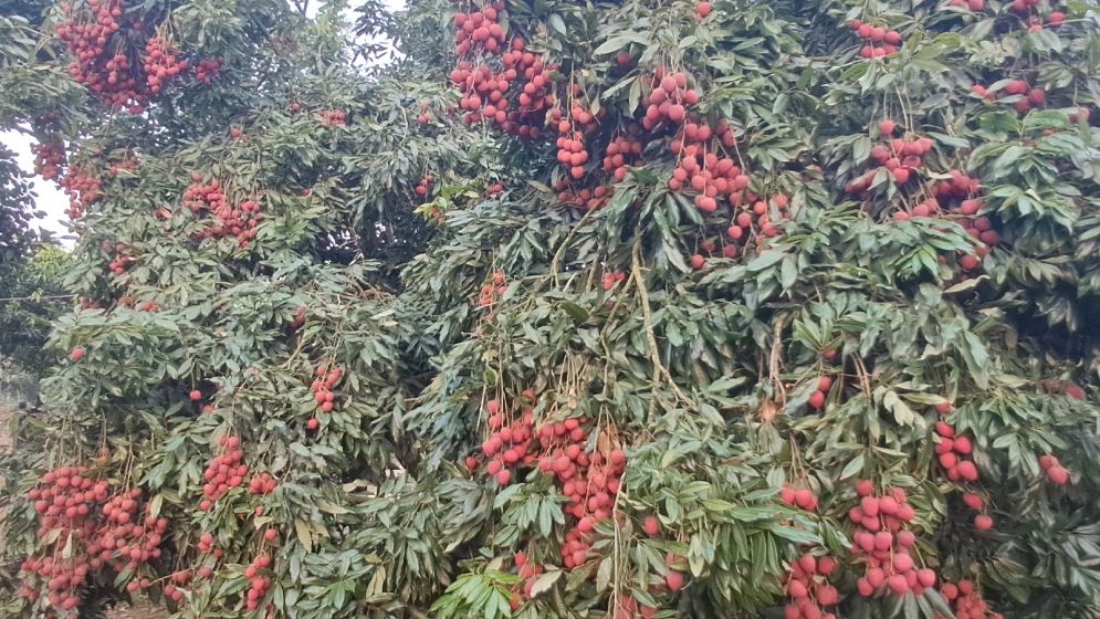 টিলার লালমাটিতে লিচুর বাম্পার ফলন, বিজয়নগর এখন পর্যটন এলাকা