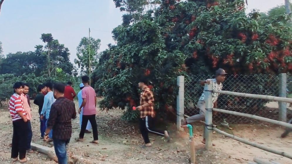 টিলার লালমাটিতে লিচুর বাম্পার ফলন, বিজয়নগর এখন পর্যটন এলাকা