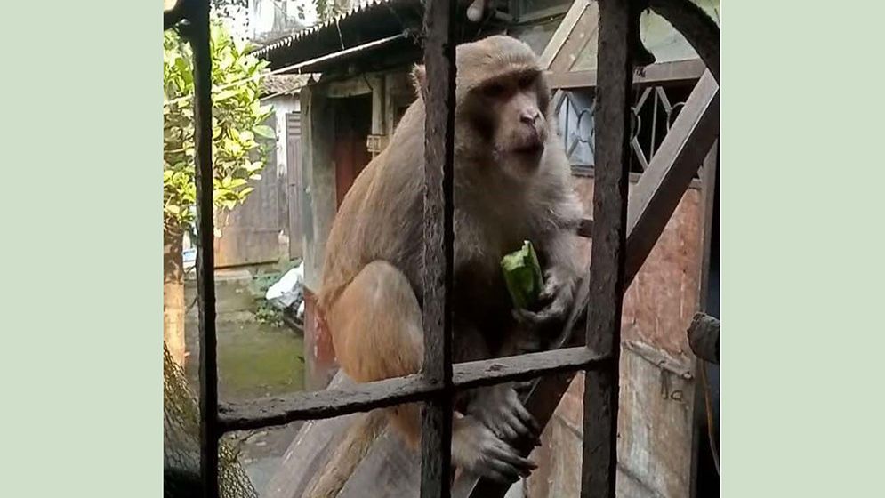 বানরের আক্রমণে আহত ৩২, রেহাই পেতে ডিসির কাছে আবেদন