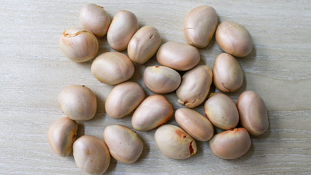 কাঁঠাল বীজের যত পুষ্টিগুণ