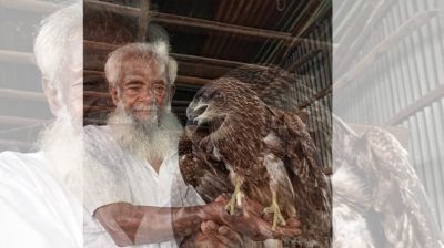 বৃদ্ধের ভালোবাসায় হিংস্রতা ভুলে পরম বন্ধু বিপন্ন ঈগল