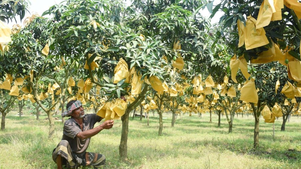 পোকামাকড় ও স্প্রে ঝামেলা এড়াতে ‘ব্যাগিং পদ্ধতি’