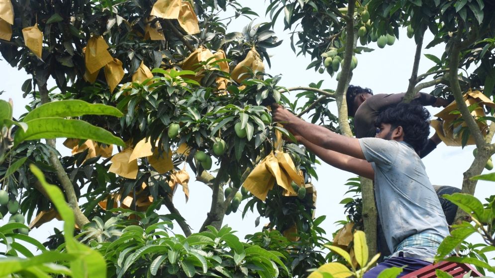 পোকামাকড় ও স্প্রে ঝামেলা এড়াতে ‘ব্যাগিং পদ্ধতি’
