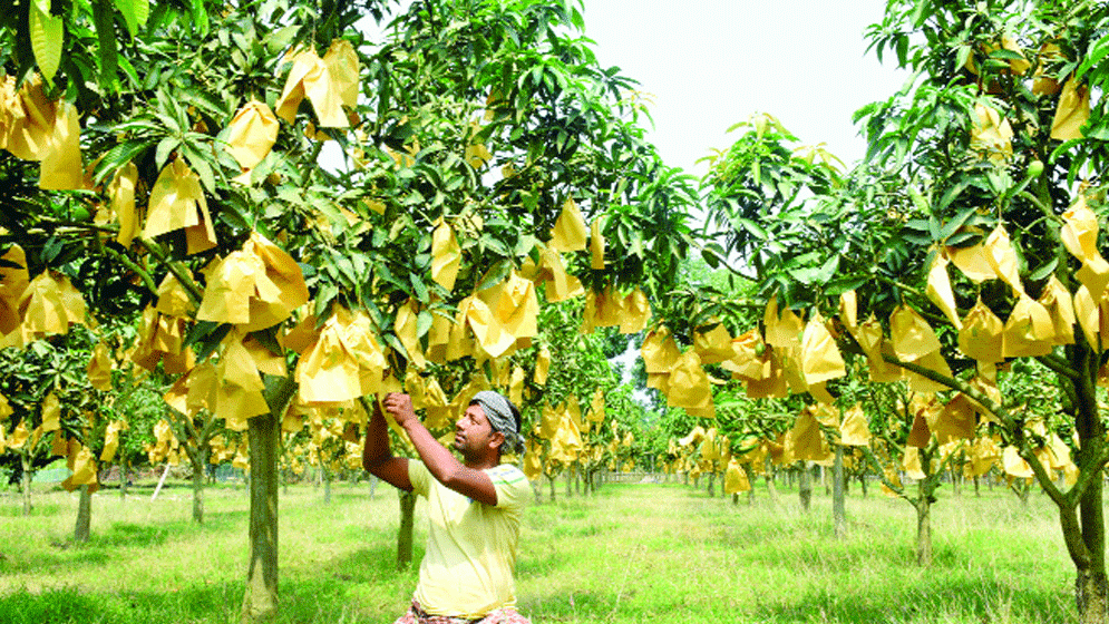 উৎপাদনে শীর্ষে রপ্তানি তলানিতে