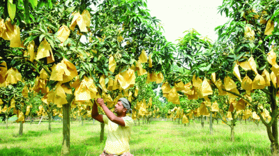 উৎপাদনে শীর্ষে রপ্তানি তলানিতে