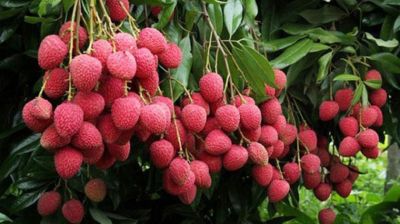 লিচু ডায়াবেটিস রোগীর জন্য ক্ষতিকর না উপকারী?