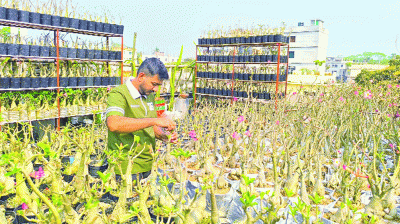 ছাদবাগানে মরুর গোলাপ