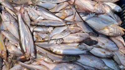 সাগরে কাঙ্ক্ষিত ইলিশ পাওয়ার প্রত্যাশা