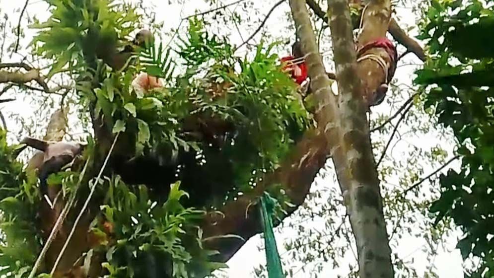 পাখির বাচ্চা ধরতে গিয়ে গাছের গর্তে আটকে গেল হাত, ৫ ঘণ্টা পর উদ্ধার