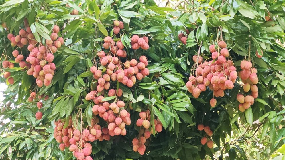 লিচু বাগান বদলে দিচ্ছে পিরোজপুরের গ্রামীণ অর্থনীতি