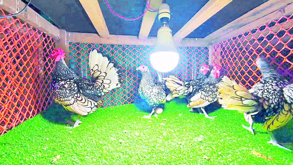পাঁচ মুরগি থেকে সফল খামারি
