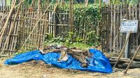 কুষ্টিয়ায় কবর থেকে গৃহবধূর লাশ উত্তোলন