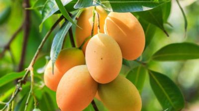 রংপুরের জিআই পণ্য হাঁড়িভাঙা আমের বাজারজাত শুরু