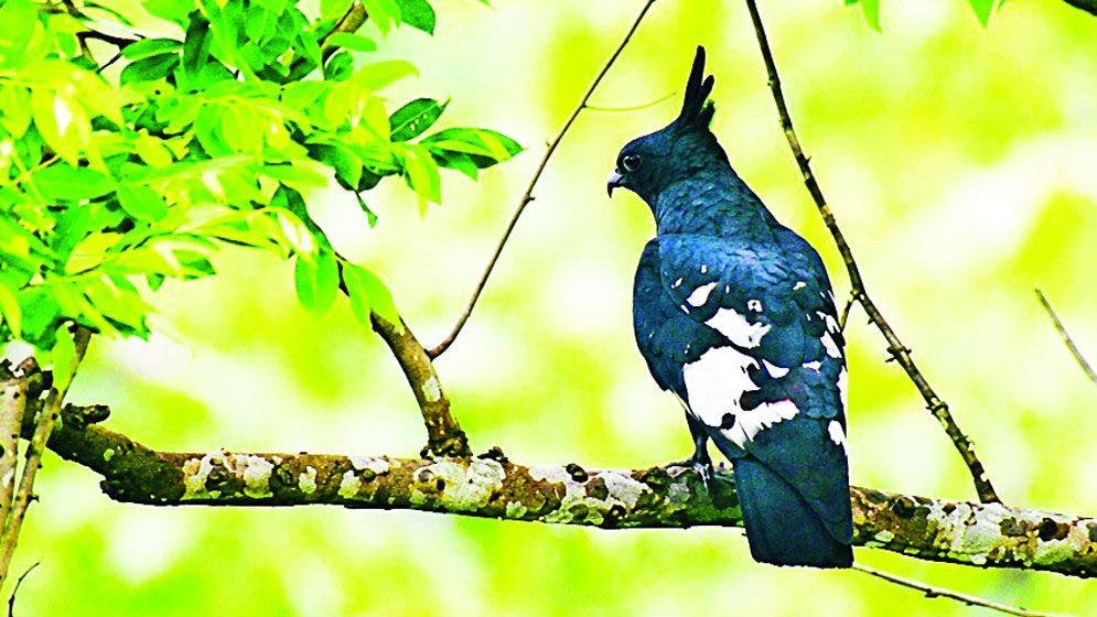খাগড়াছড়ির চিরহরিৎ বনে দুর্লভ পাখি ব্ল্যাক বাজা