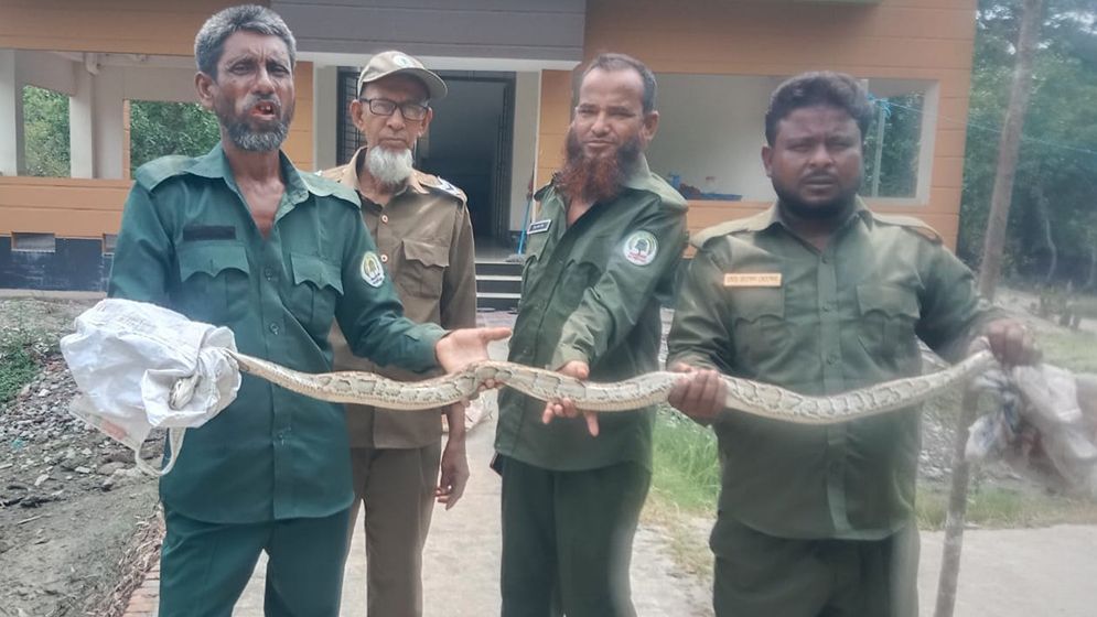 মন্দিরের পাশে অজগর, সুন্দরবনে অবমুক্ত
