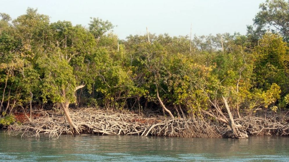 দাপিয়ে বেড়াচ্ছে ৭ দস্যু দল