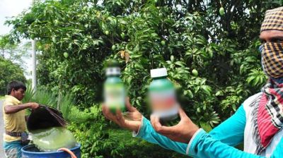 ঘরেই পরীক্ষা করুন আমে কীটনাশক আছে কিনা