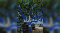 আর্জেন্টিনার পতাকার আদলে গাছ সাজিয়েছেন হুমায়ুন