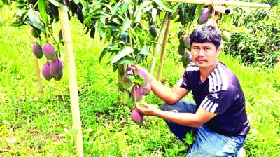 খাগড়াছড়িতে বিদেশি আম চাষে ঝুঁকছেন কৃষক