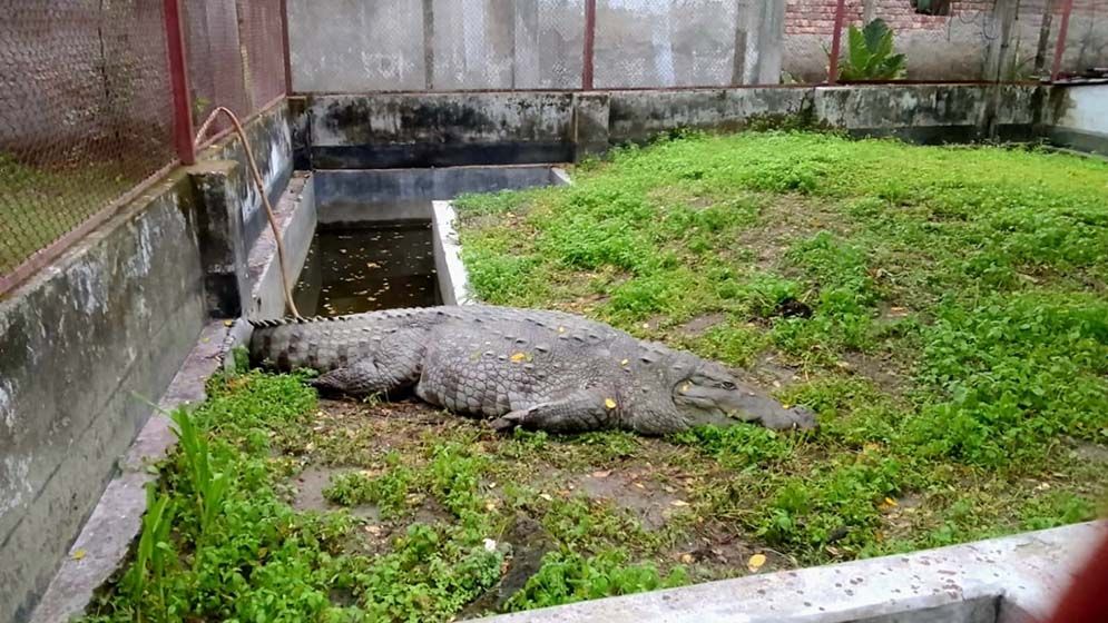 খুলনায় এসে ১৮ দিন ধরে ‘খাবার খাচ্ছে না’ মাজারের সেই কুমির