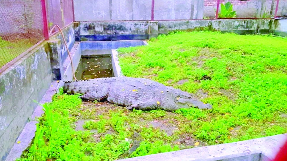 ‘অভিমানী’ সেই কুমির ১৮ দিন অনশনে