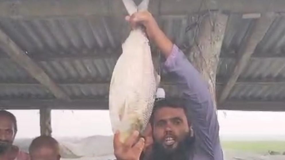 এক ইলিশের দাম সাড়ে ১১ হাজার টাকা