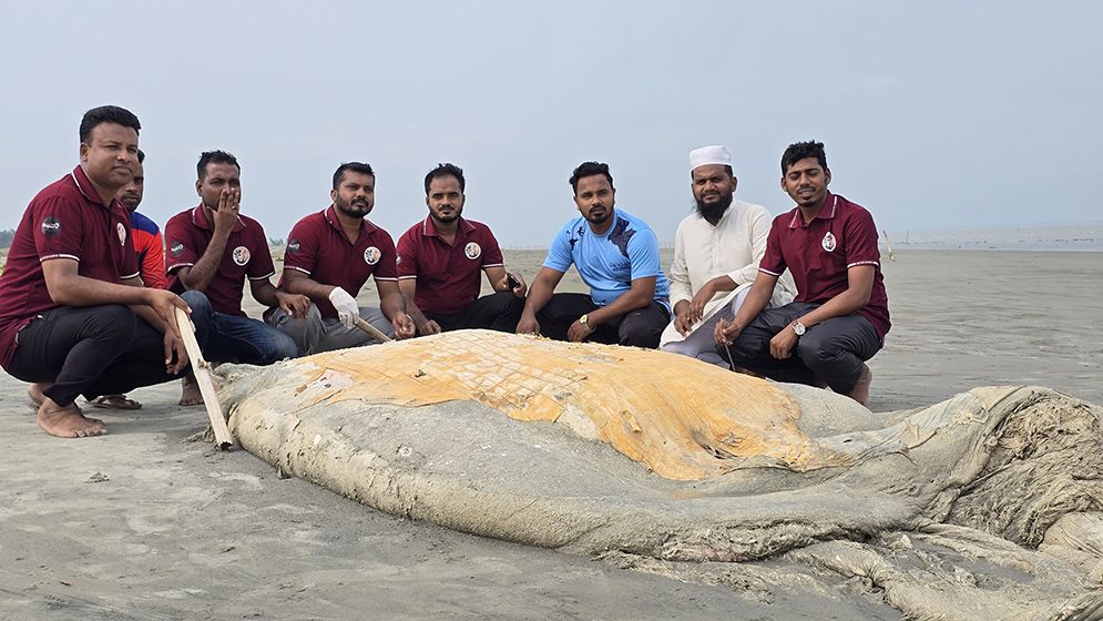 কুয়াকাটা সৈকতে ভেসে এলো ৫৬ ফুট লম্বা মৃত তিমি