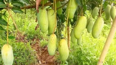 প্রতি বছর কয়েকশ কোটি টাকার আম নষ্ট হচ্ছে রাঙামাটিতে