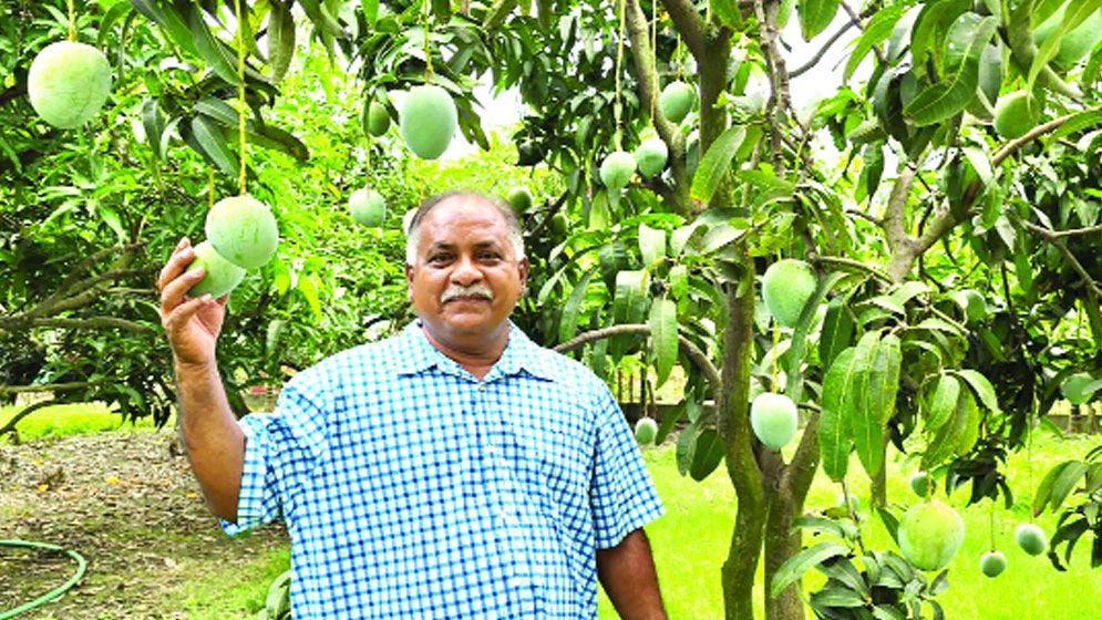 যশোরে এক বাগানে ৭৫ প্রজাতির আম