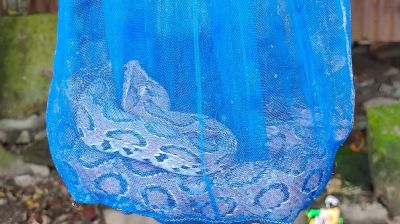 পদ্মার চরে জালে ধরা পড়ল রাসেল ভাইপার