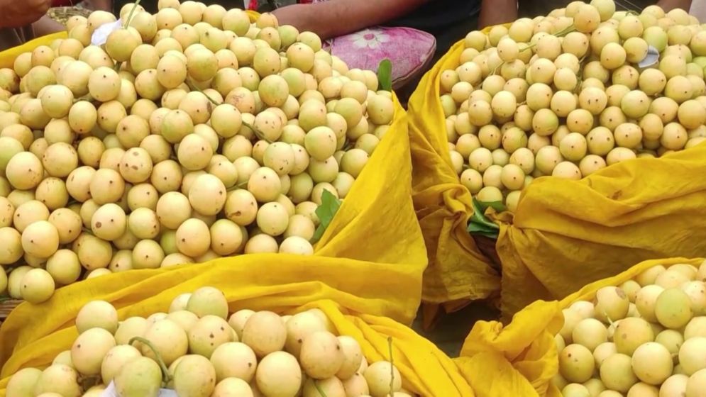 বর্ষার সুস্বাদু ফল লটকন, জানুন খাওয়ার নানাবিধ উপকারিতা