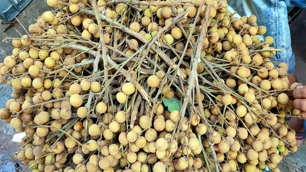 জনপ্রিয় হচ্ছে দোহার নবাবগঞ্জের পিচফল