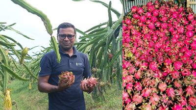 ড্রাগন চাষে চমকে দিয়েছেন শিক্ষক নাঈম