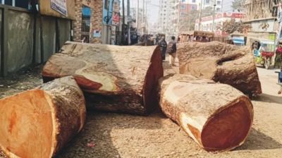 কুমিল্লায় রাতের আঁধারে গাছ লুট করছেন বন কর্মকর্তারা