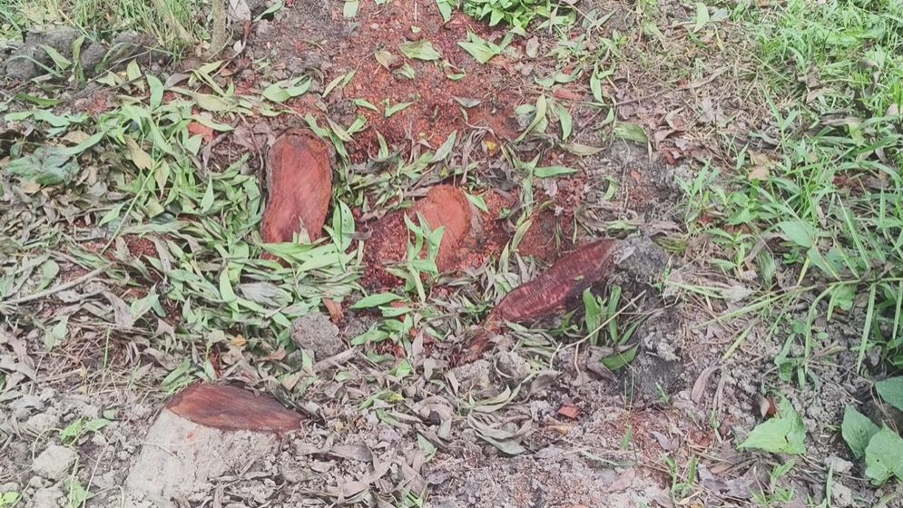 বনায়নের গাছ বিক্রি করলেন আ.লীগ নেতা