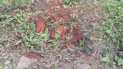 বনায়নের গাছ বিক্রি করলেন আ.লীগ নেতা