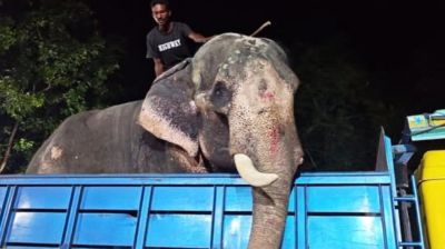 প্রধানমন্ত্রীর নির্দেশে ‘বাদশা বাহাদুর’ এখন জাতীয় চিড়িয়াখানায়