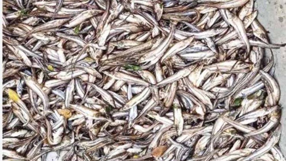 দুর্বৃত্তদের ছিটানো বিষে মারা গেছে সাড়ে ৪ লাখ টাকার পোনা