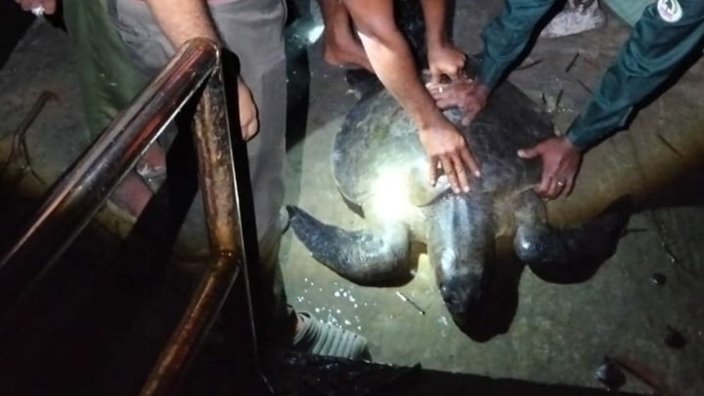 কয়রায় ৩০ কেজি ওজনের সামুদ্রিক কচ্ছপ উদ্ধার