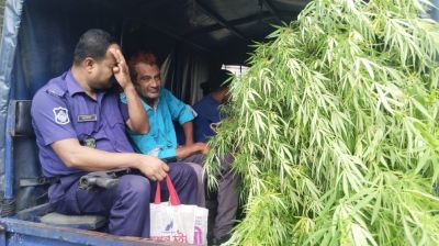 বাড়ির পাশে গাঁজা চাষ, আইনজীবী আটক