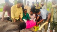 ‘জয়িতা’র আক্রমণে ভাঙল ‘রাজু বাহাদুরের’ পা