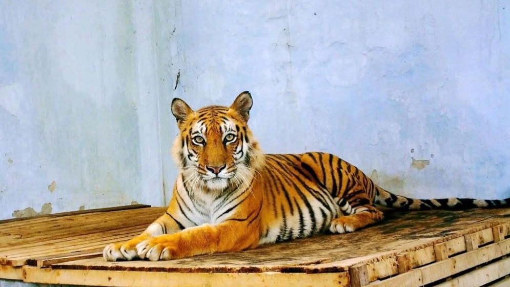 সেই বাঘিনী ফিরছে সুন্দরবনে